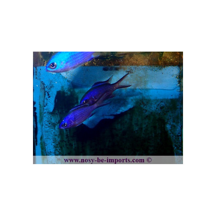 Chromis cyanea