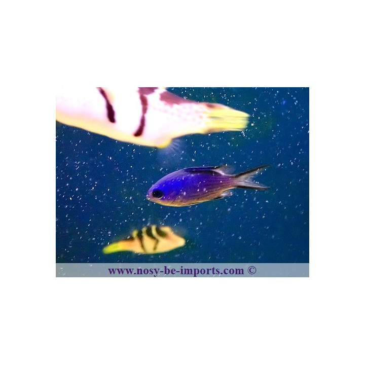 Chromis cyanea