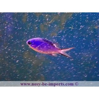 Chromis cyanea
