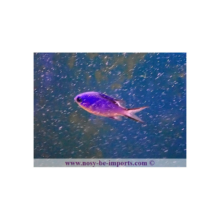 Chromis cyanea