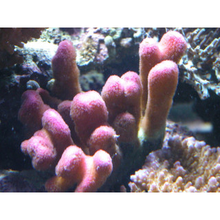 Stylophora pistillata 