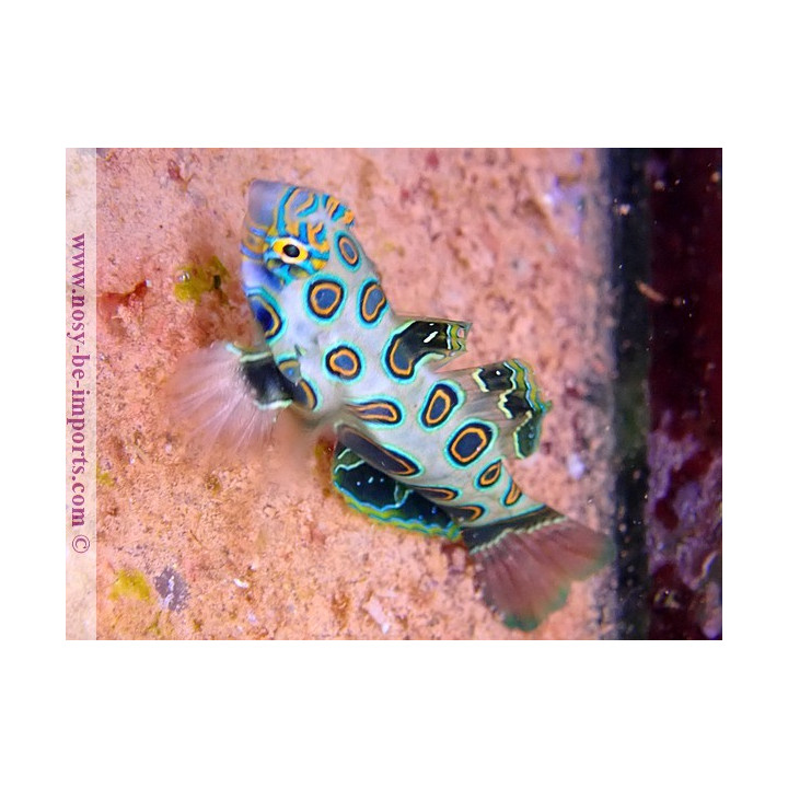 Synchiropus picturatus