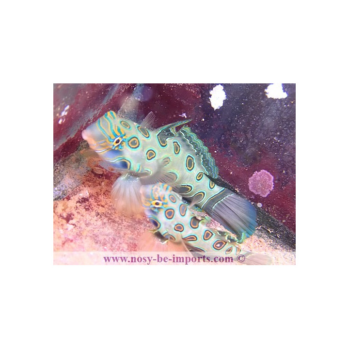 Synchiropus picturatus