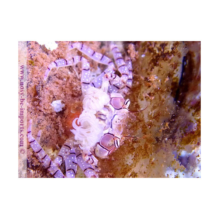 Lybia tesselata