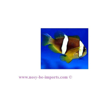 Amphiprion bicinctus
