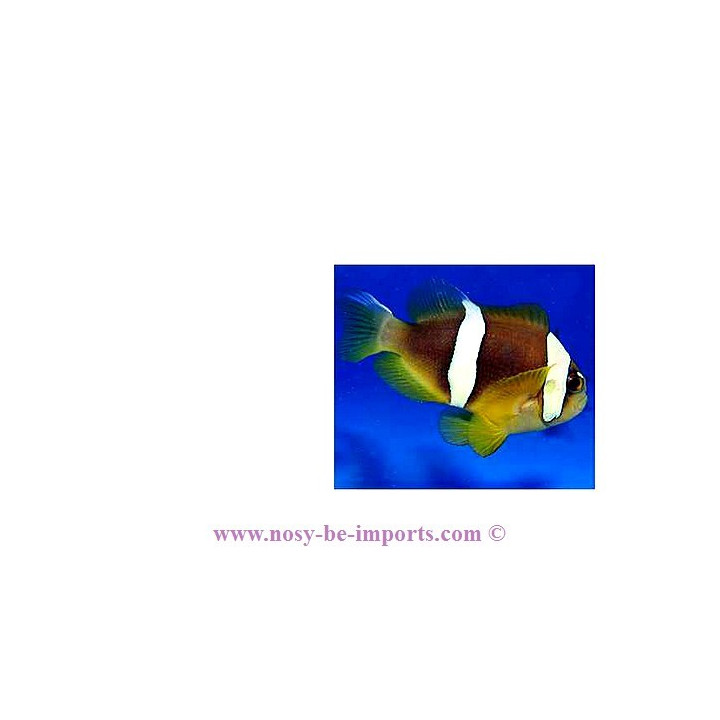 Amphiprion bicinctus