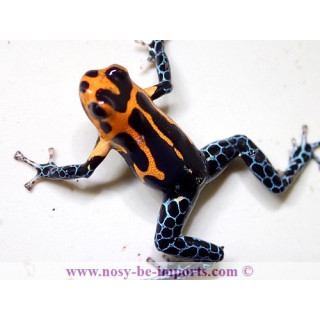 Ranitomeya imitator Jeberos
