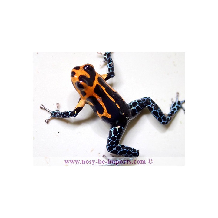Ranitomeya imitator Jeberos