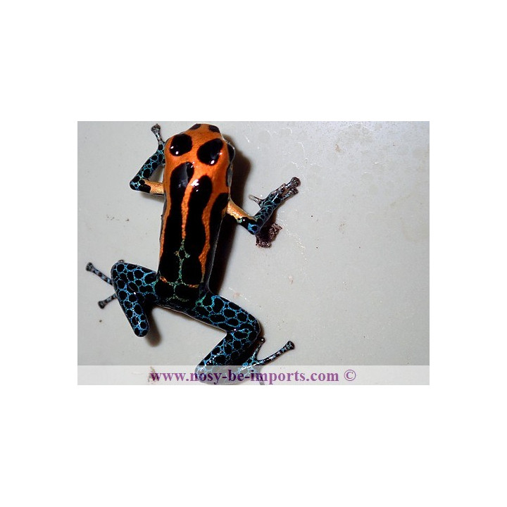 Ranitomeya imitator Jeberos