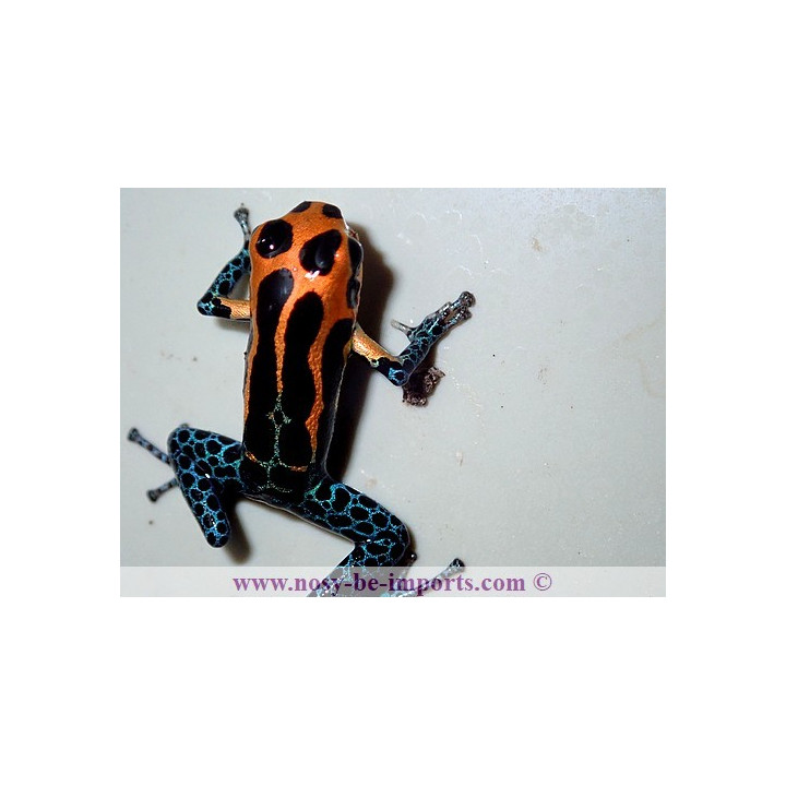 Ranitomeya imitator Jeberos