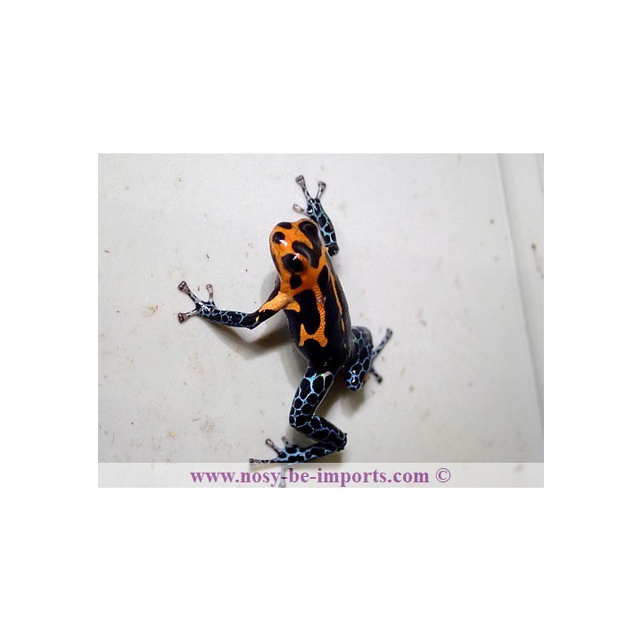 Ranitomeya imitator Jeberos