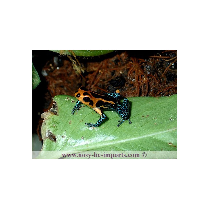 Ranitomeya imitator Jeberos