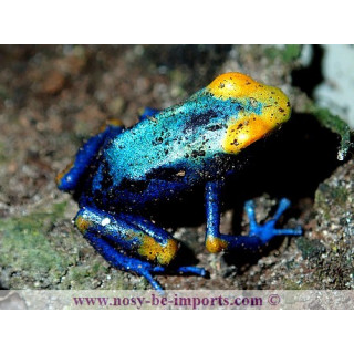 Dendrobates Tinctorius Tumucumaque