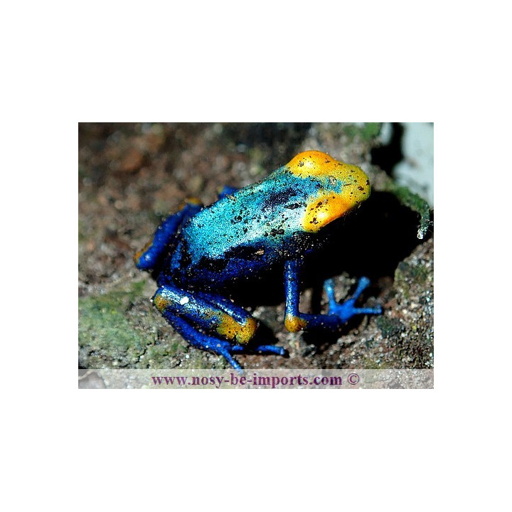 Dendrobates Tinctorius Tumucumaque