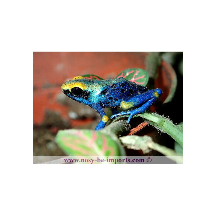 Dendrobates Tinctorius Tumucumaque