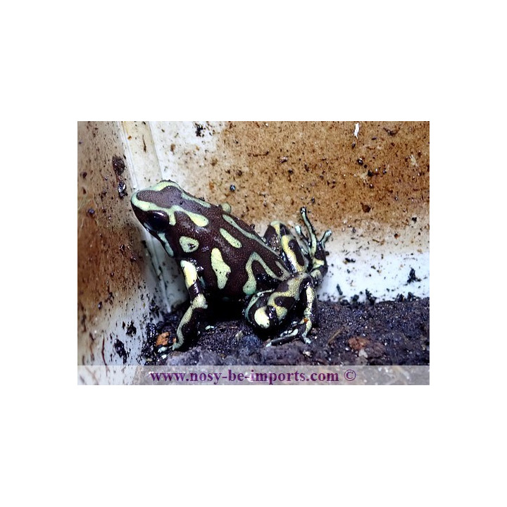 Dendrobates auratus reticulatus
