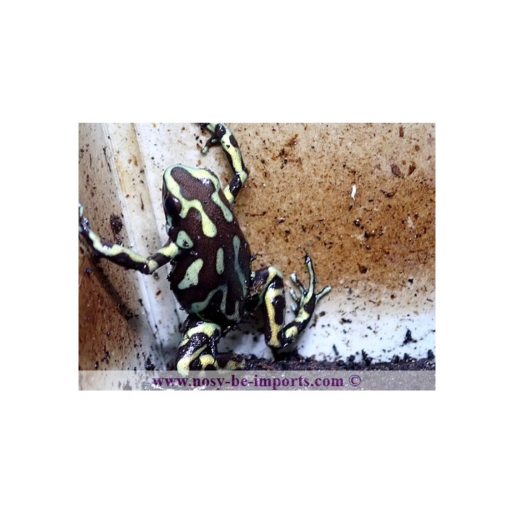 Dendrobates auratus reticulatus