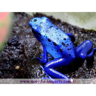 Dendrobates azureus - Dendrobates tinctorius Azureus