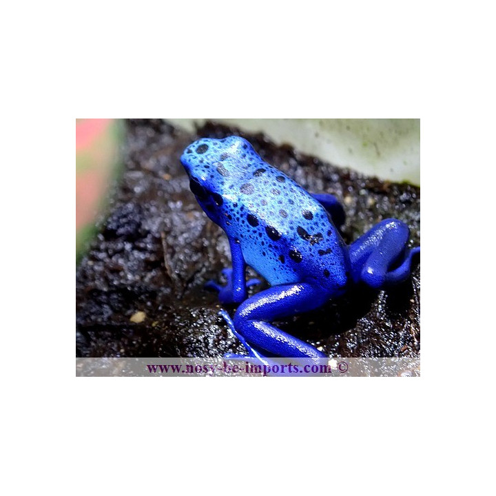Dendrobates azureus - Dendrobates tinctorius Azureus
