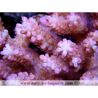Acropora microclados strawberry shortcake