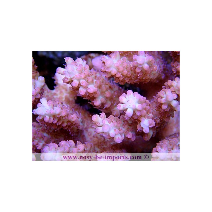 Acropora microclados strawberry shortcake