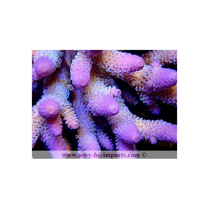 Acropora spathulata