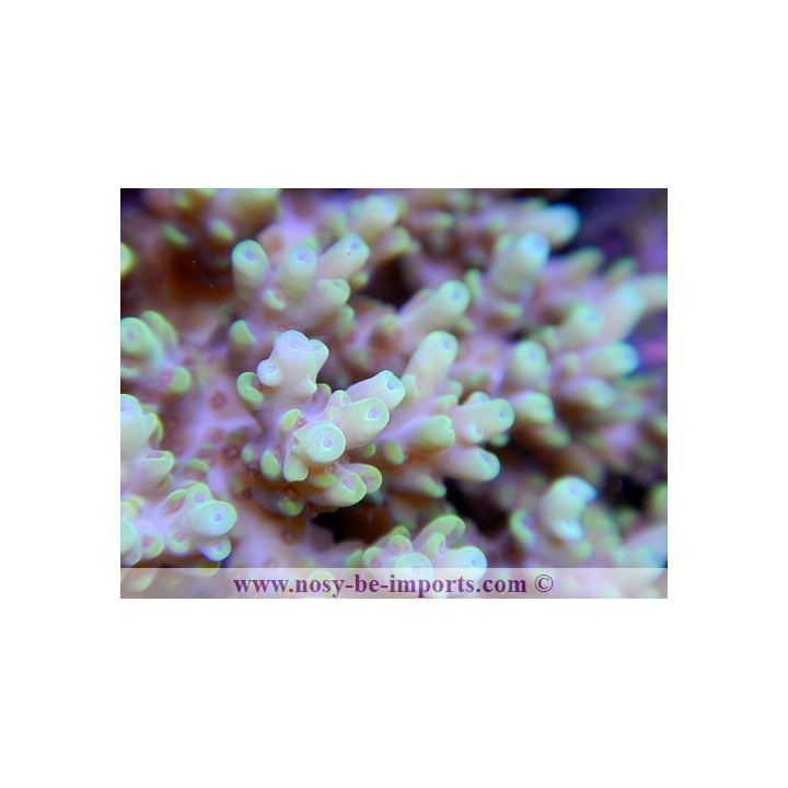 Acropora aculeus