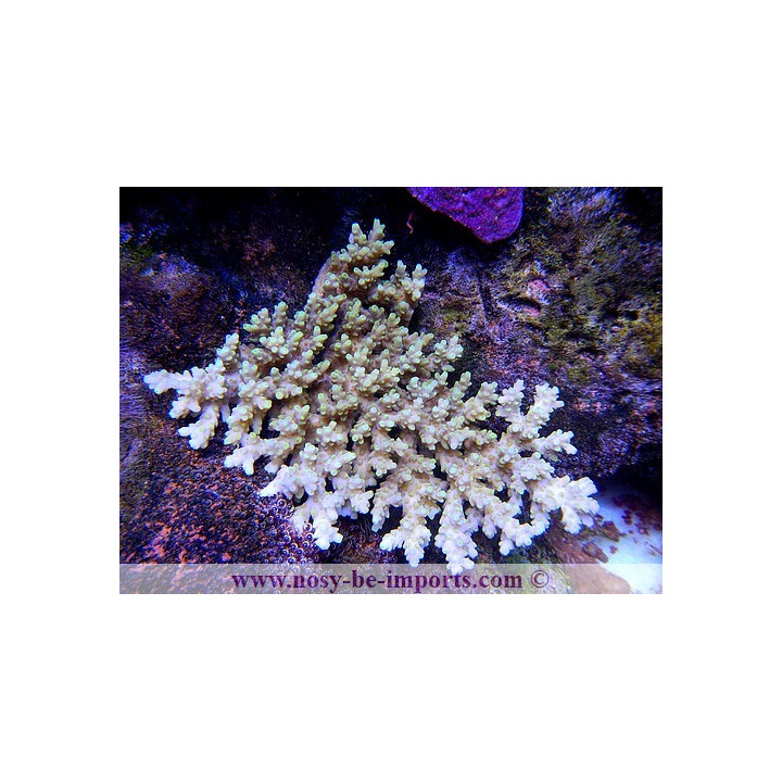 Acropora aculeus