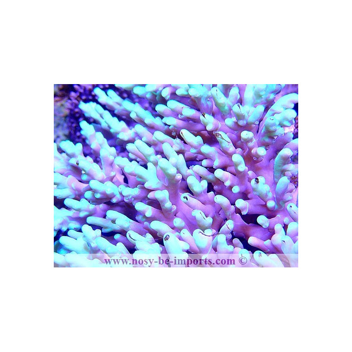 Acropora aculeus