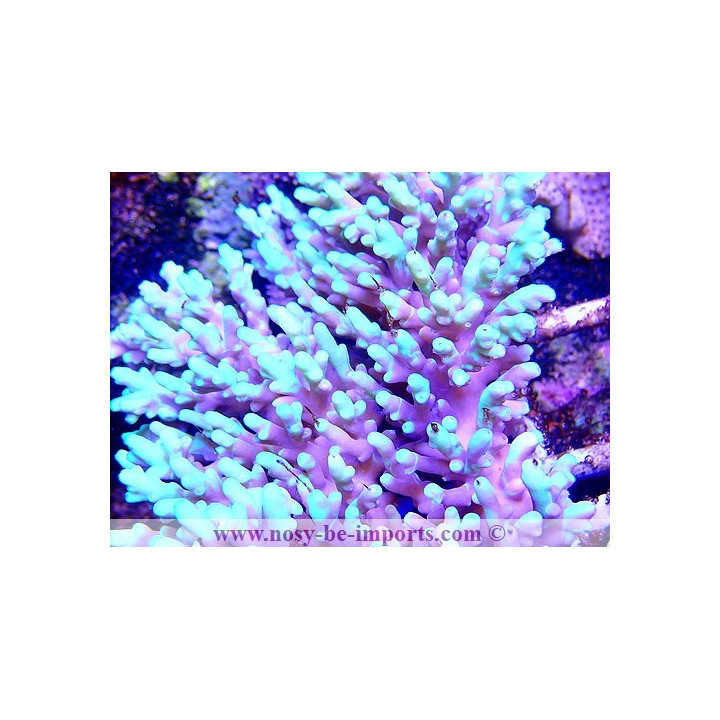 Acropora aculeus