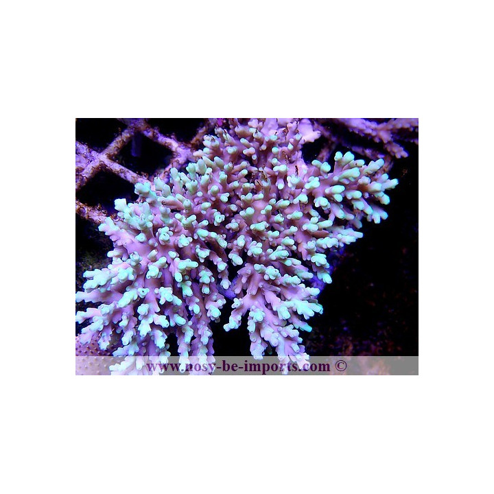 Acropora aculeus