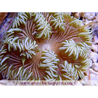 Epicystis crucifer spéciale