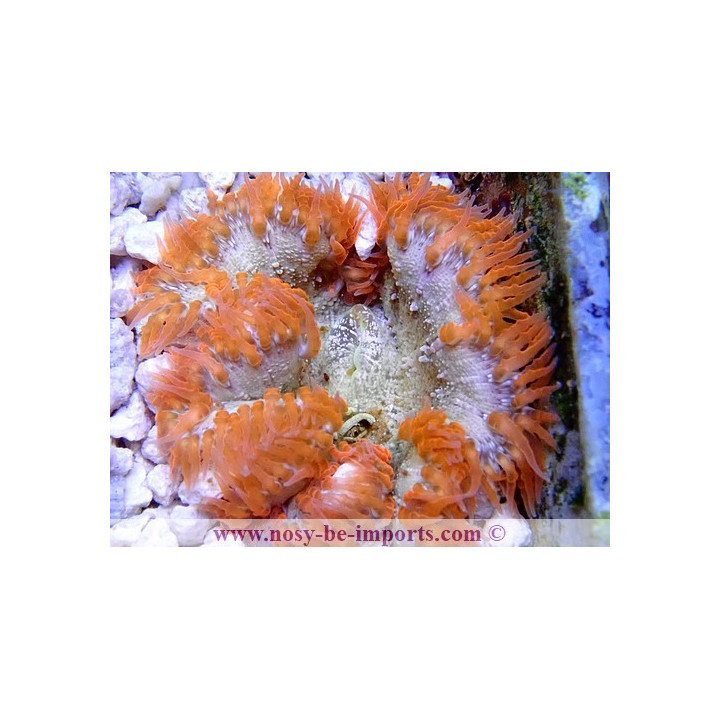 Epicystis crucifer - anémone de sable - coraux colorés - aquarium sur mesures