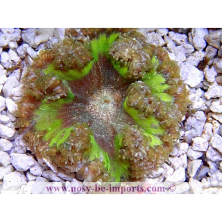 Epicystis crucifer - anémone de sable - coraux colorés - aquarium sur mesures