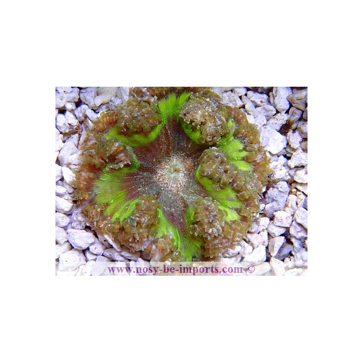 Epicystis crucifer - anémone de sable - coraux colorés - aquarium sur mesures