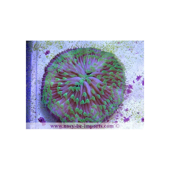 Cycloseris sp. tricolor