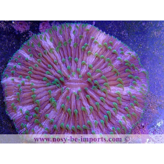 Cycloseris sp. tricolor