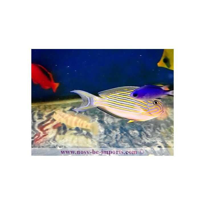 Acanthurus lineatus