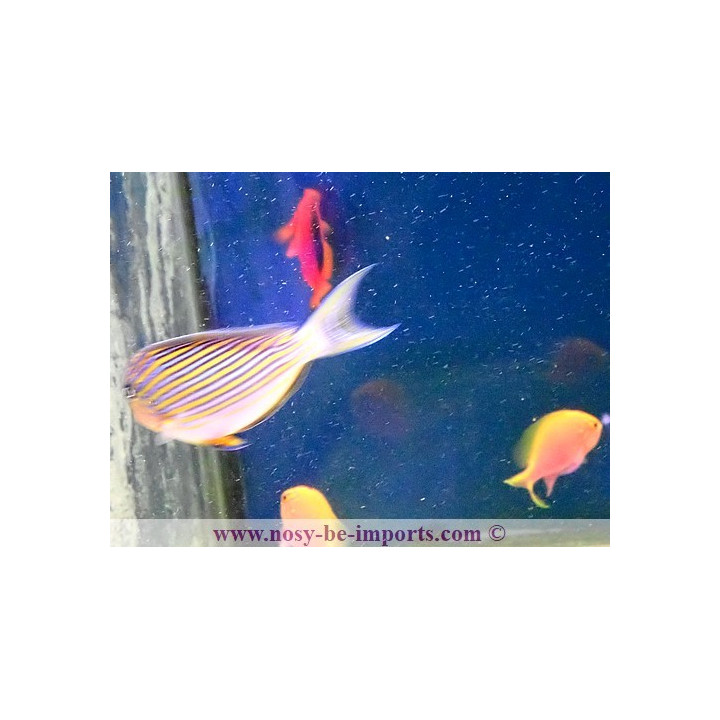 Acanthurus lineatus