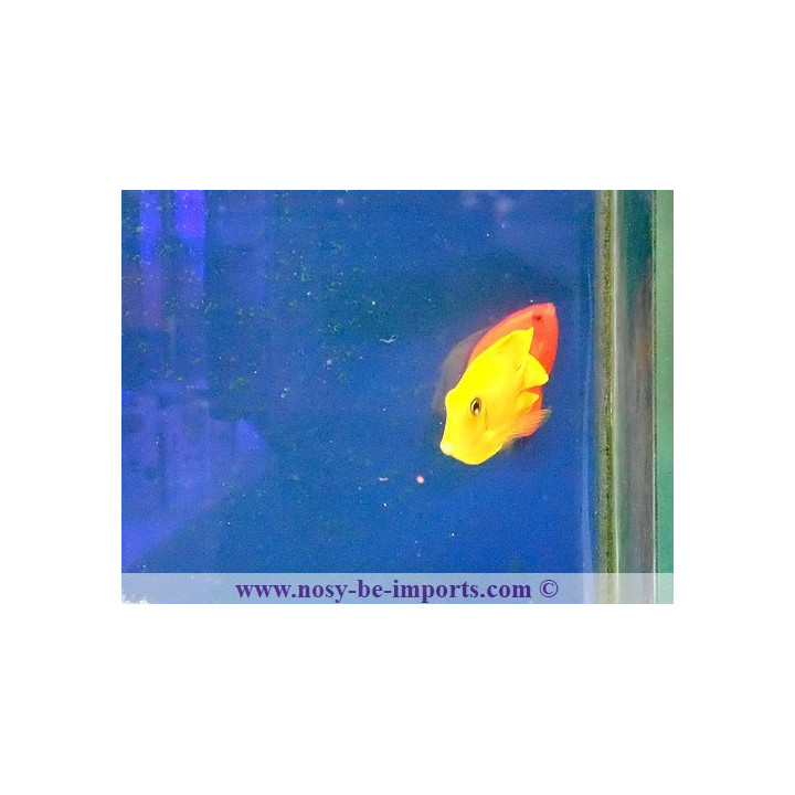 Acanthurus pyroferus