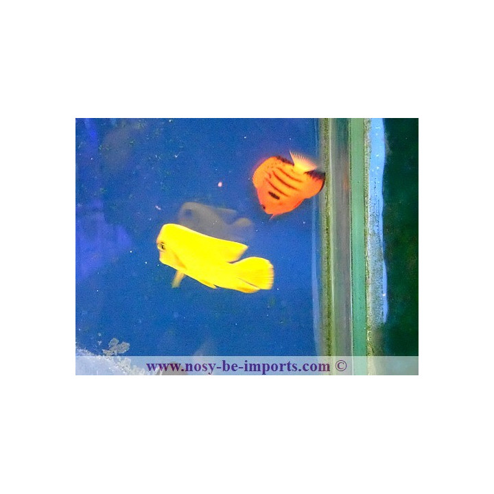 Acanthurus pyroferus
