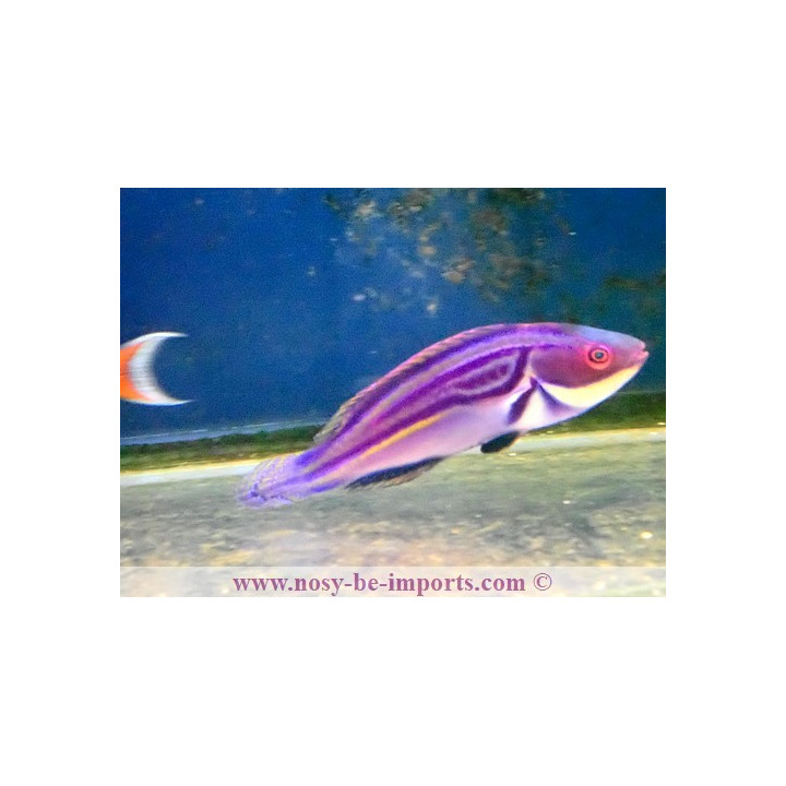 Cirrhilabrus laboutei