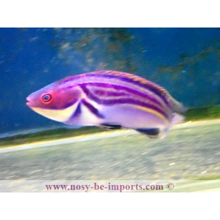 Cirrhilabrus laboutei