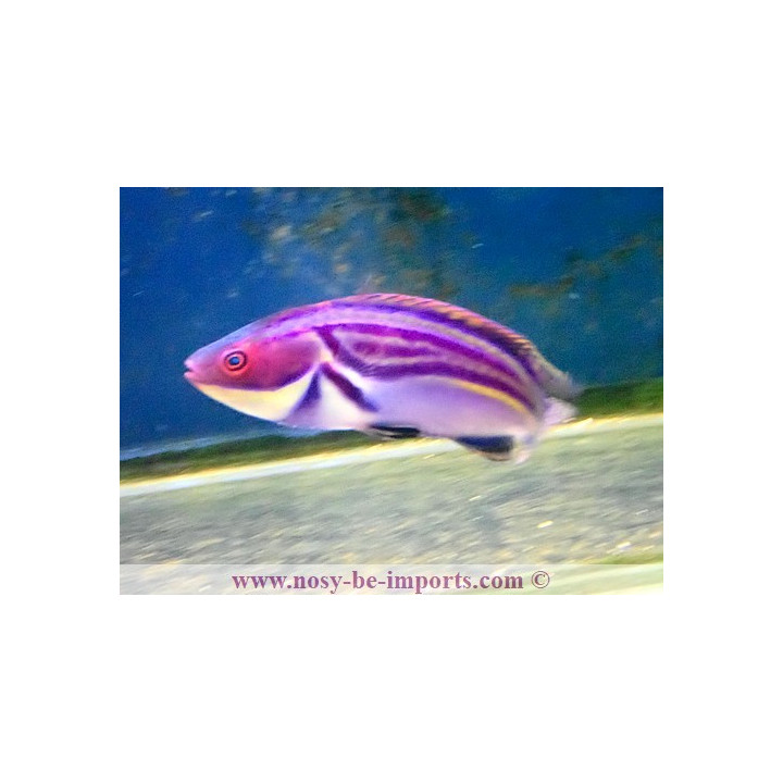 Cirrhilabrus laboutei