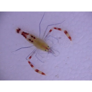 Stenopus cyanoscelis