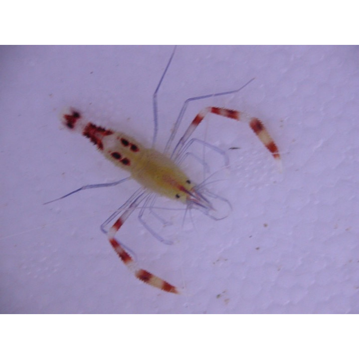 Stenopus cyanoscelis