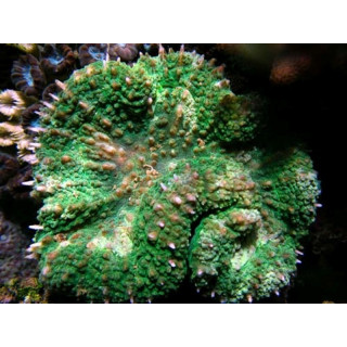 Lobophyllia hemprichi