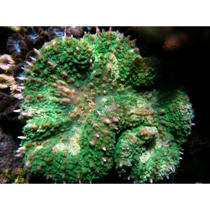Lobophyllia hemprichi