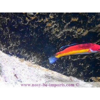 Cirrhilabrus naokoae