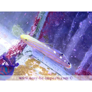 Amblygobius rainfordi